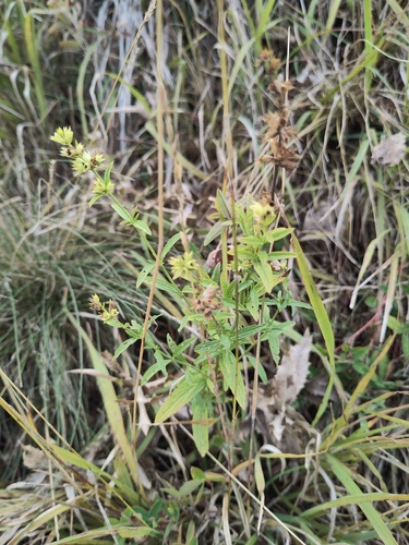 Stachys recta, photograph 5