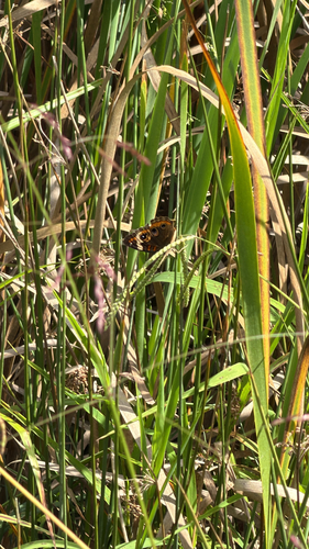 Common Buckeye