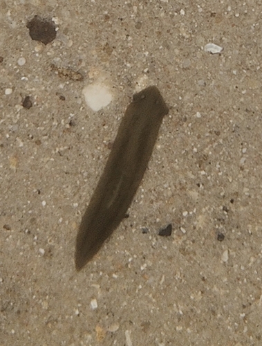 Dugesia gonocephala