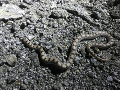 Phyllorhynchus decurtatus