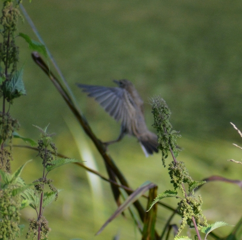 iNaturalist image