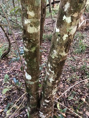 Planchonella chartacea