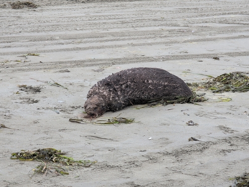 Sea Otter