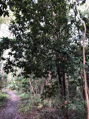 Planchonella chartacea
