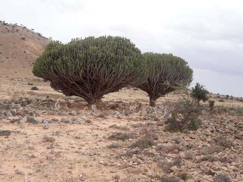 desert candle