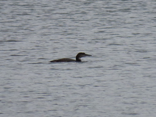 Common Loon