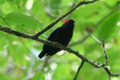 Chiroxiphia pareola