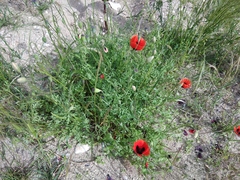 Papaver arenarium