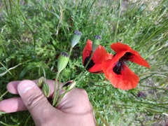 Papaver arenarium