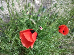 Papaver arenarium