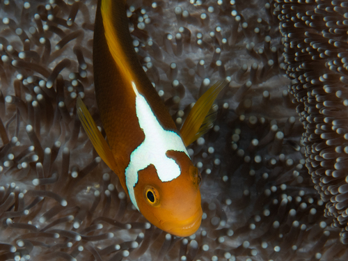 Amphiprion leucokranos observed 2025-06-08