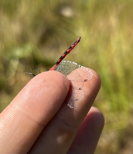 White-faced Meadowhawk