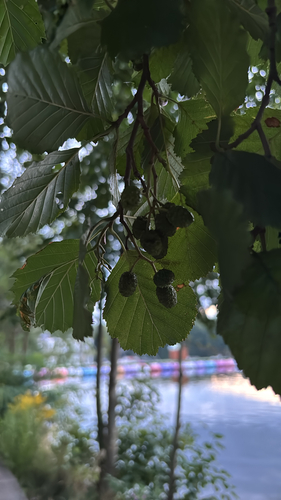 common alder