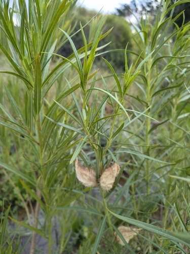 Gomphocarpus fruticosus