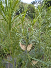 Gomphocarpus fruticosus