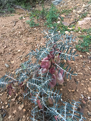 Lessertia frutescens, photograph 2