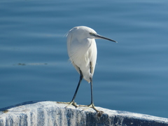 Egretta garzetta