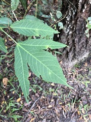 Hibiscus heterophyllus