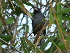 Turdus plumbeus
