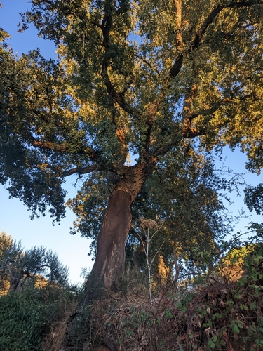 cork oak