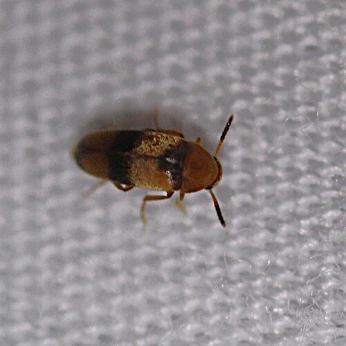 Three-banded False Flower Beetle