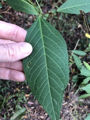 Hibiscus heterophyllus