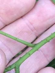 Hibiscus heterophyllus
