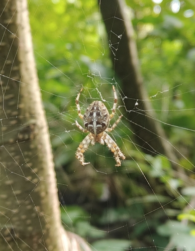 Cross Orbweaver