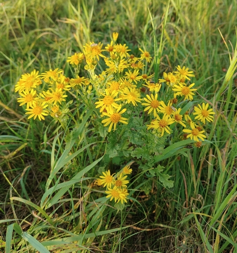 ragwort