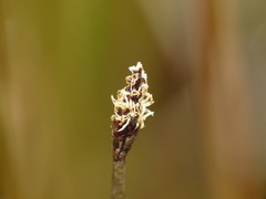 Eleocharis gracilis