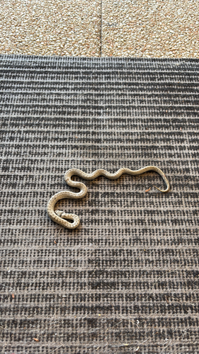 Smooth Snake