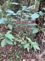 Hibiscus heterophyllus