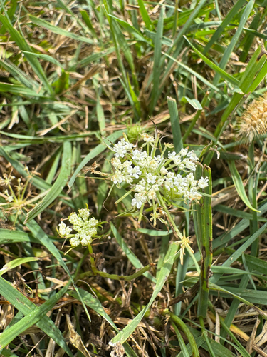 wild carrot