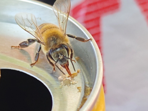 Western Honey Bee