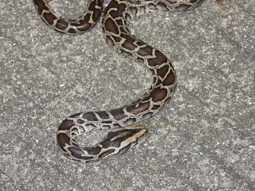 Burmese Python