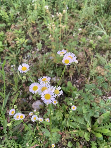 annual fleabane
