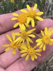 Packera neomexicana