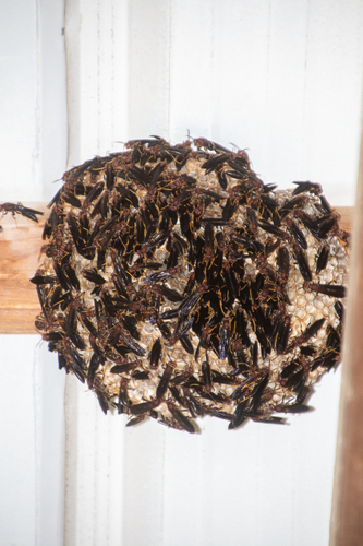 Ringed Paper Wasp