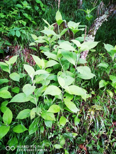 Image of Comanthosphace Formosana (Comanthosphace formosana) by (c) 慶得江, some rights reserved (CC BY)