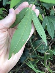 Hibiscus heterophyllus