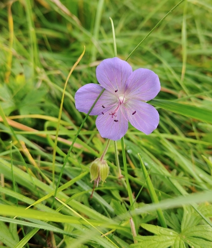 Meadow Crane's-bill