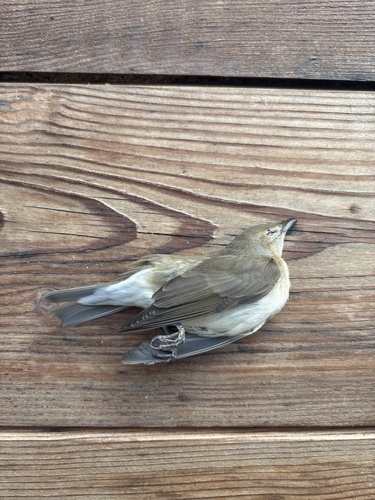 Garden Warbler