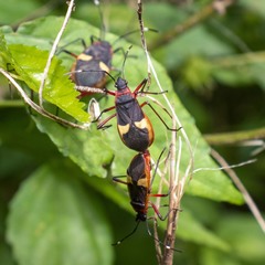 Dysdercus albofasciatus