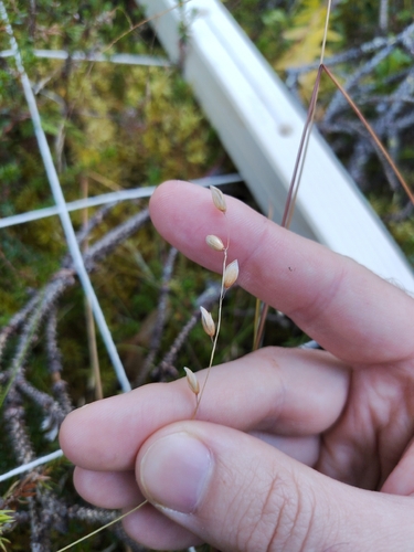 Melica nutans observed 2026-09-14