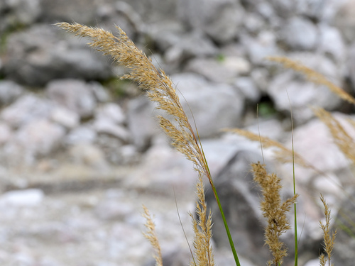 Achnatherum calamagrostis, 2026-09-13