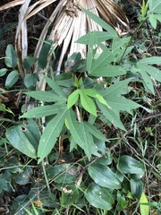 Hibiscus heterophyllus