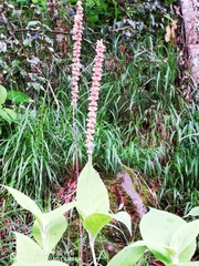 Comanthosphace formosana