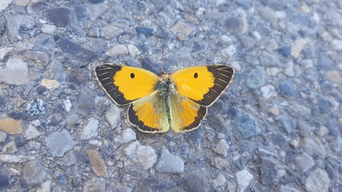 Clouded Yellow