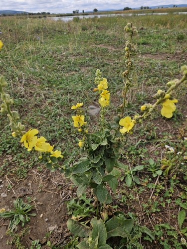 Orange Mullein