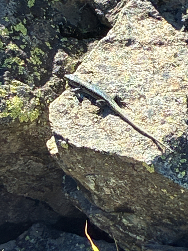 Common Wall Lizard